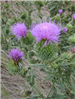 Noxious Weeds 4