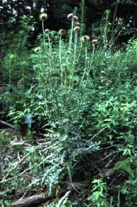 Noxious Weeds 16