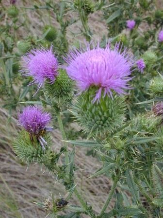 Noxious Weeds 4